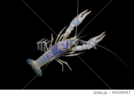crayfish Procambarus clarkii crayfish Procambarus clarkii 44039447