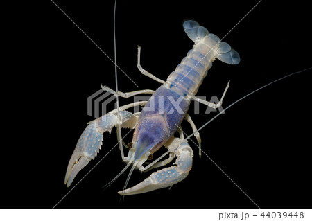 crayfish Procambarus clarkii crayfish Procambarus clarkii 44039448