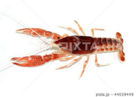 crayfish Procambarus clarkii crayfish Procambarus clarkii 44039449