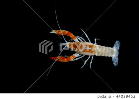 crayfish Procambarus clarkii  44039452