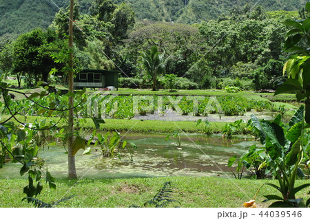 タロイモ畑 44039546