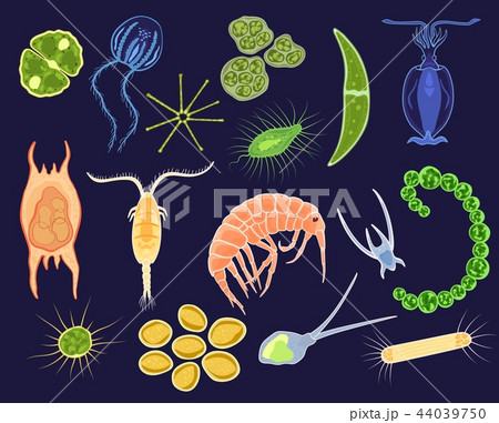 Plankton vector aquatic phytoplankton and planktonic microorganism under microscope in ocean 44039750
