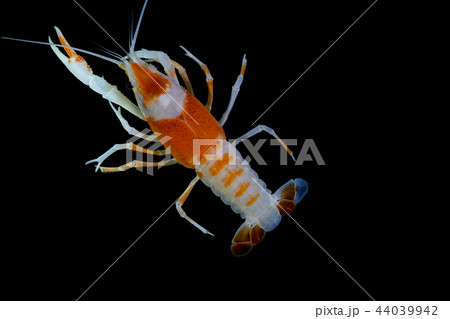Crayfish in the aquarium Crayfish in the aquarium 44039942
