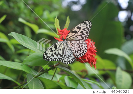 オオゴマダラ 44040023