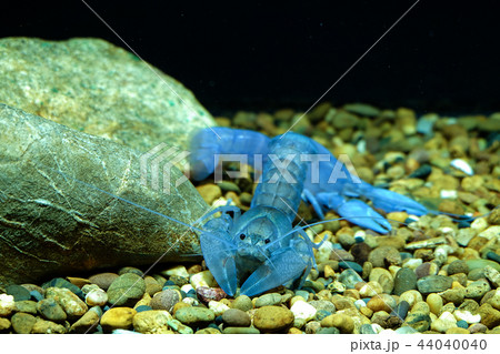 Crayfish in the aquarium 44040040