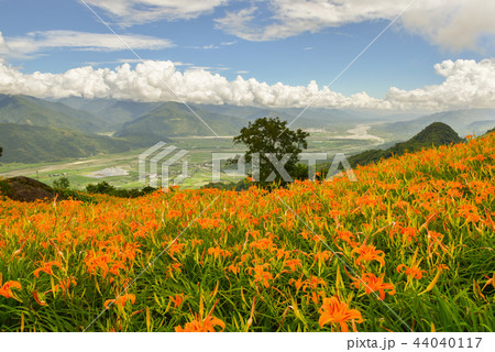 ニッコウキスゲ キスゲ デイリリー 44040117