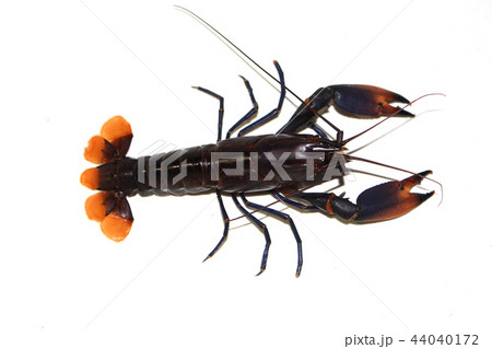 Crayfish in the aquarium Crayfish in the aquarium 44040172