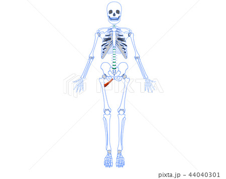 小内転筋2のイラスト素材 [44040301] PIXTA