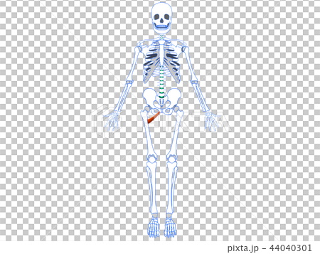 小内転筋2 小内転筋2 44040301