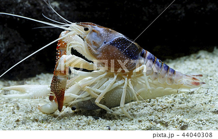 crayfish in the aquarium crayfish in the aquarium 44040308