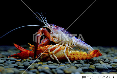 crayfish in the aquarium 44040313