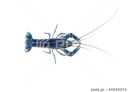 crayfish in the aquarium crayfish in the aquarium 44040354