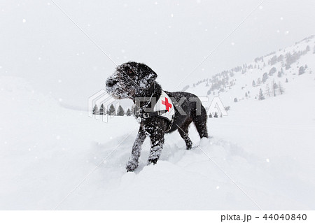 Black Rescue Dog Searching On Snow の写真素材