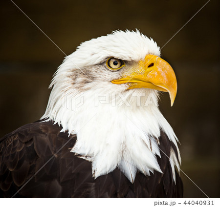Portrait of Bald eagle (Haliaeetus leucocephalus) Portrait of Bald eagle (Haliaeetus leucocephalus) 44040931