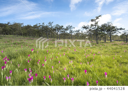 Siam tulip field Thung Bua Sawan View Point  44041528