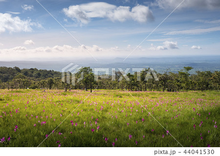Siam tulip field Thung Bua Sawan View Point  44041530