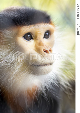 Red-shanked Douc in zoo Red-shanked Douc in zoo 44041542