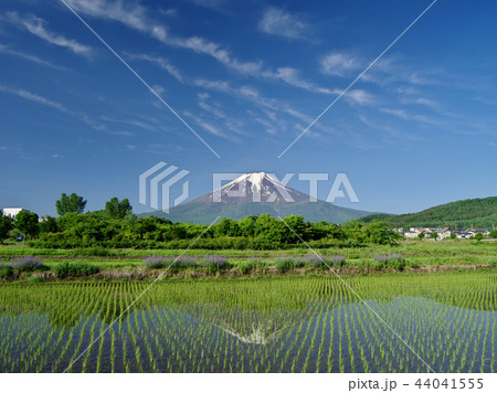 新緑の農村公園からの富士 44041555