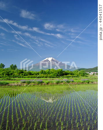 新緑の農村公園からの富士 44041557