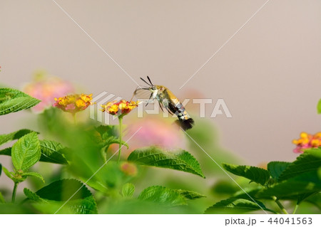 オオスカシバとランタナの花 オオスカシバとランタナの花 44041563