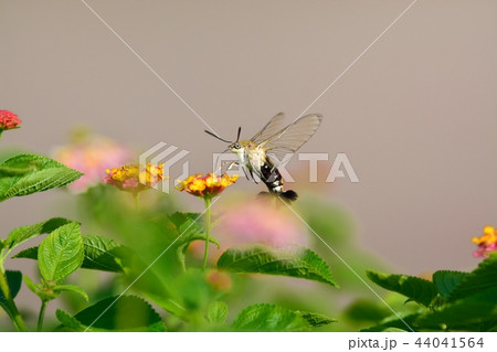 オオスカシバとランタナの花 44041564