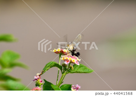 オオスカシバとランタナの花 44041568