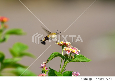 オオスカシバとランタナの花 44041571