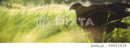 Close up of golden eagle perching on field 44041916