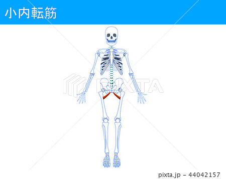 小内転筋4 小内転筋4 44042157