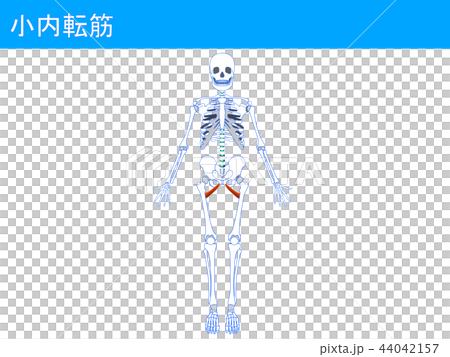 小内転筋4 小内転筋4 44042157