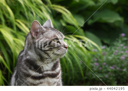 庭の猫 上半身アップ横顔 庭の猫 上半身アップ横顔 44042195