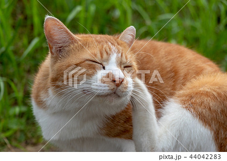 村上団地にいた野良猫　千葉県八千代市 44042283