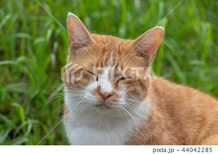 村上団地にいた野良猫　千葉県八千代市 44042285