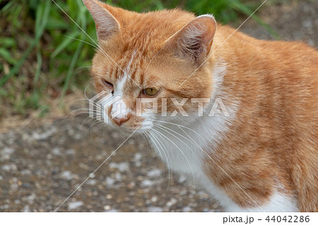 村上団地にいた野良猫　千葉県八千代市 44042286