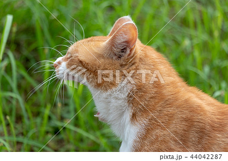 村上団地にいた野良猫　千葉県八千代市 44042287