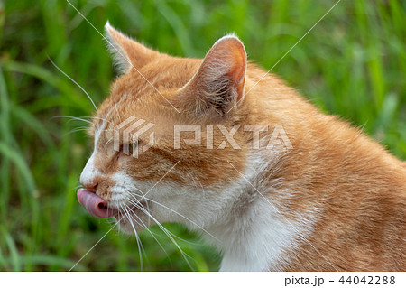 村上団地にいた野良猫　千葉県八千代市 44042288