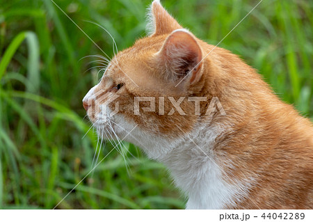 村上団地にいた野良猫　千葉県八千代市 44042289