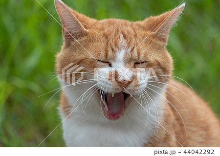 村上団地にいた野良猫　千葉県八千代市 44042292