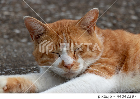 村上団地にいた野良猫　千葉県八千代市 44042297