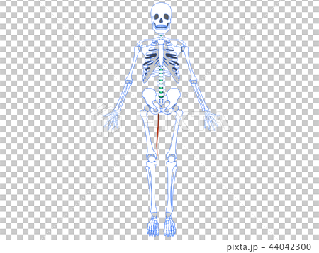 薄筋2 薄筋2 44042300