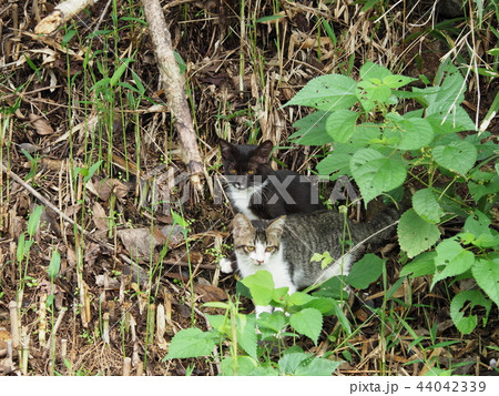 子猫・野良猫 子猫・野良猫 44042339