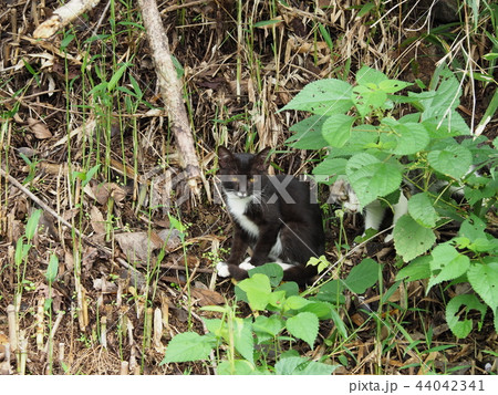 子猫・野良猫 子猫・野良猫 44042341