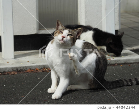 野良猫・かゆい 野良猫・かゆい 44042344