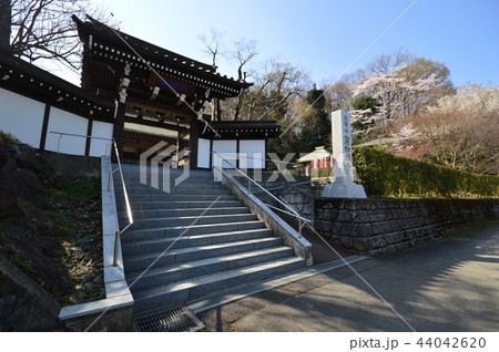 日野市宗印寺の桜 日野市宗印寺の桜 44042620