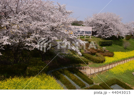 南大沢の桜 八王子市 南大沢の桜 八王子市 44043015