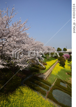 南大沢の桜 八王子市 南大沢の桜 八王子市 44043034