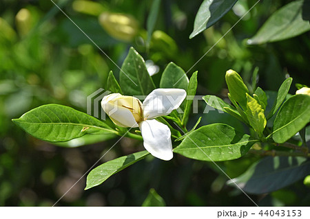 開きかけのクチナシの花 開きかけのクチナシの花 44043153