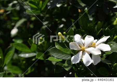 クチナシの花 44043161