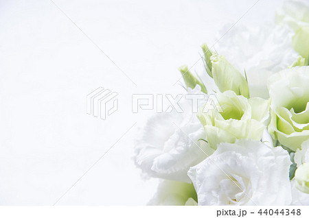 トルコキキョウ　花束 44044348