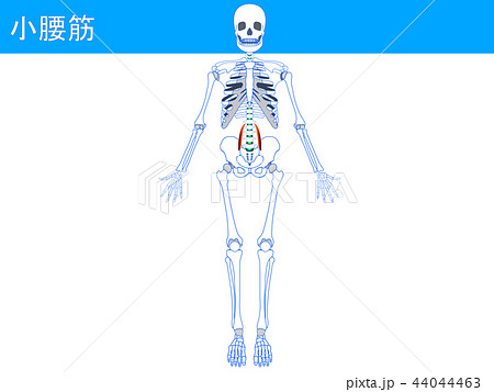 小腰筋4 44044463